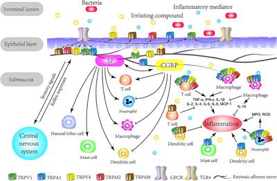 Transient Receptor Potential Channels and Inflammatory Bowel Disease